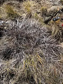 A silver-grey grass in the middle of a field