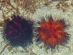 Black and orange specimens seen in Kenya.