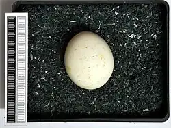 Little owl egg in Museum Wiesbaden