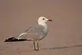 Audouin's gull