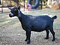 Australian Miniature Goat (adult female)