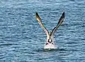 Australian pelican taking off in Blackwattle Bay, Sydney New South Wales