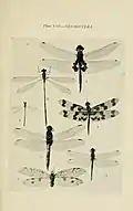 1. Tramea loewii from Australian Insects 1907