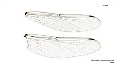 Male wings