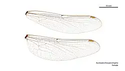 Female wings