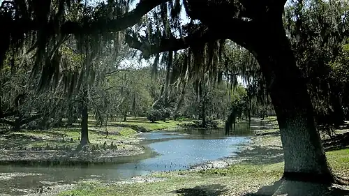 A bayou with oaks, Avery Island