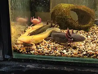 Axolotl in a pet store in Melbourne, Australia