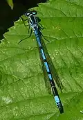 Azure damselfly, Coenagrion puella