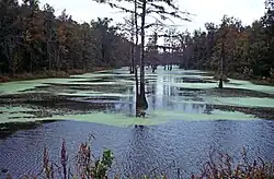 Bayous around Arkansas Post