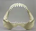 Great white shark jaw