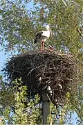 Image 2White storks on their nest in Belarus, 2009. The Stork is the national symbol of Belarus.[1]