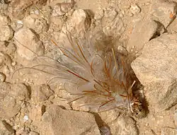 Bagworm larva in the Negev (April 2014). Case is made mostly of feathery stork's bill seeds (Erodium cicutarium).