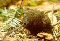 Brown shrew