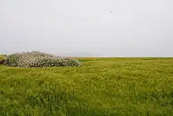 Field of barley on the island (2011)
