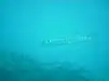 Large barracuda at Marker 32 reef, June 2010