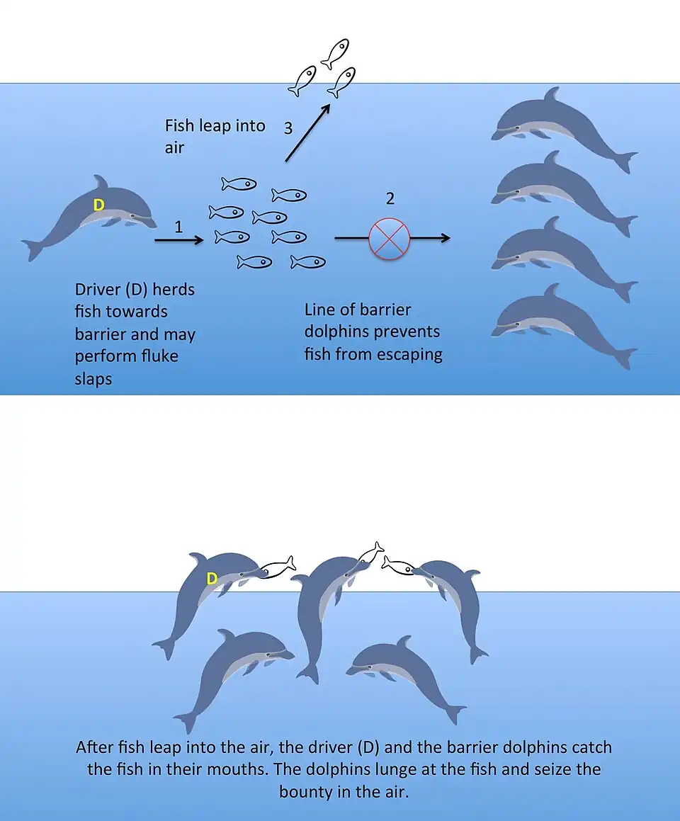 ↑ A team of common bottlenose dolphins cooperate to make schooling fish jump in the air. In this vulnerable position the fish are easy prey for the dolphins.[53]