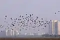 Starling murmuration at Basai