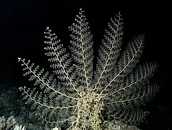 Astroboa nuda (Euryalida)