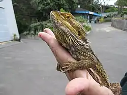 An inland bearded dragon being held by visitor during a reptile contact encounter