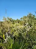 Thicket of Bejaria racemosa in a mesic flatwood