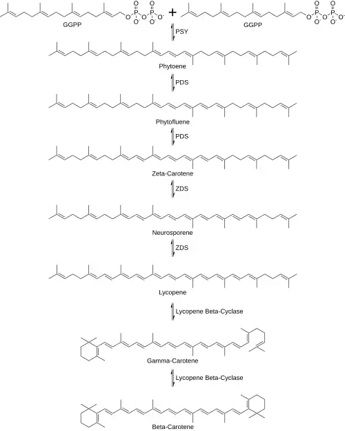 Beta Carotene Synthesis