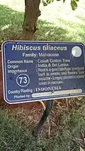 Hibiscus tiliaceus description plate