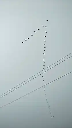 Birds V formation photo by Inu Etc