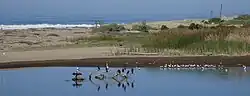 Birds in Ventura River estuary