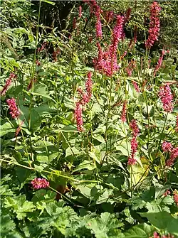 Bistorta amplexicaulis