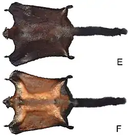 Brown squirrel, front and back