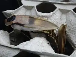 Blaberus giganteus mating