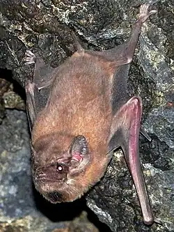 Brown bat