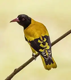 O. x. ceylonensis Sri Lanka