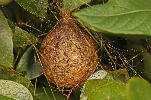 Egg&nbsp;sac