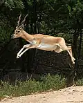 Antelope jumping