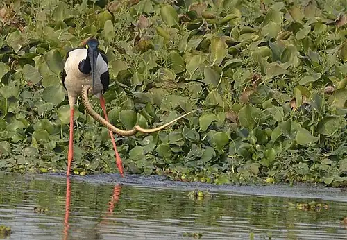 Black-necked stork killing a snake