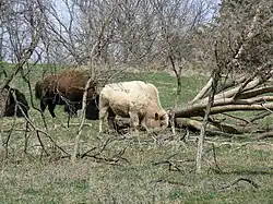 Blonde bison