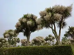 A grove of trees with lots of long strap-like leaves and white flowers in a garden
