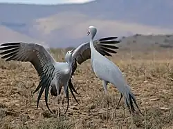 Blue cranes performing courtship display