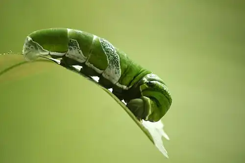 Caterpillar