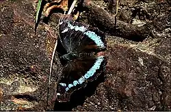 Upperside of Indian subspecies