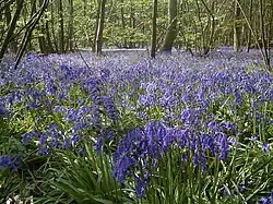 Bluebells in Blakes Wood