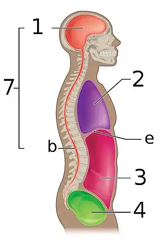 The abdominopelvic cavity is made up of the abdominal cavity 3 and the pelvic cavity 4.