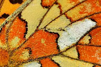 Close-up of wing scales