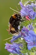 White-tailed bumblebee