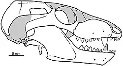 Drawing of a skull seen from the right