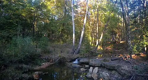 Angelina National Forest, Angelina County, Texas, (November 2020)