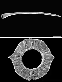 Bradybaena similaris