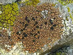 Brown tile lichen found on Frazier Mountain, Los Padres National Forest, Southern California