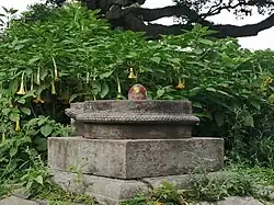 Brugmansia in Pashupatinath Temple